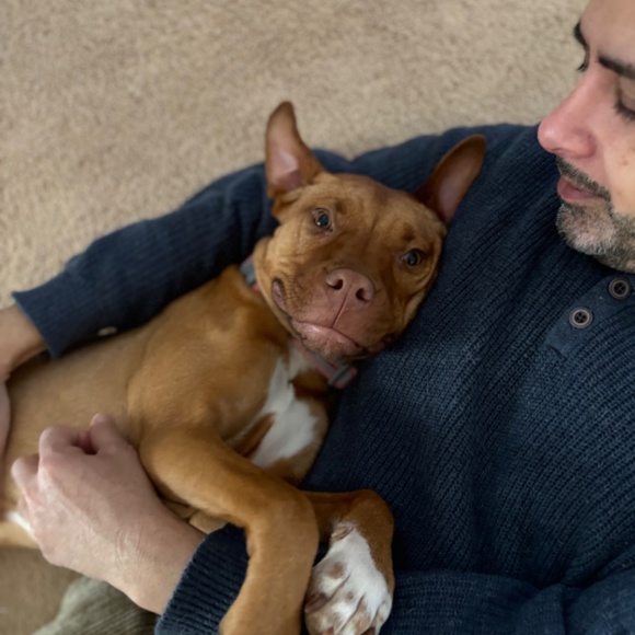 Meet your Posher, Cat - Picture 2 of 7